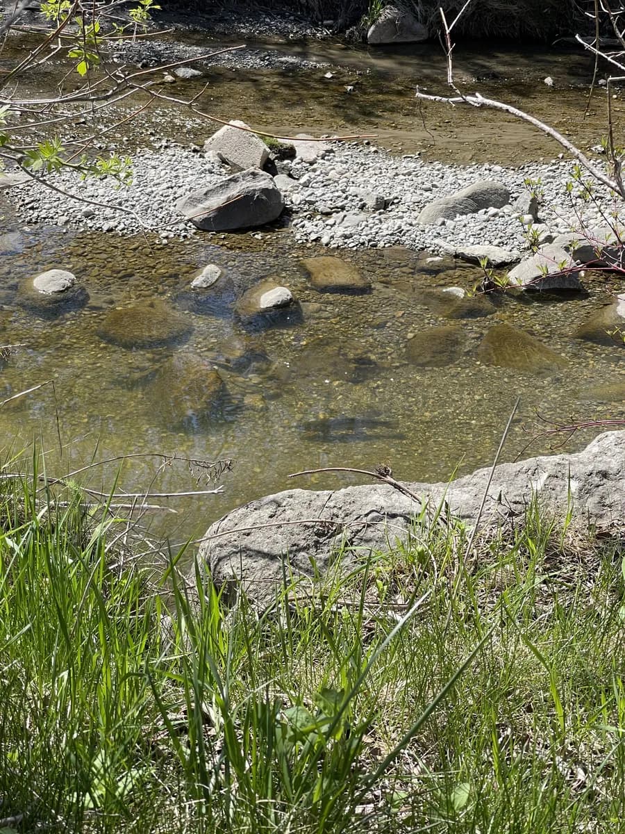 A shallow gravel-bed creek in spring
